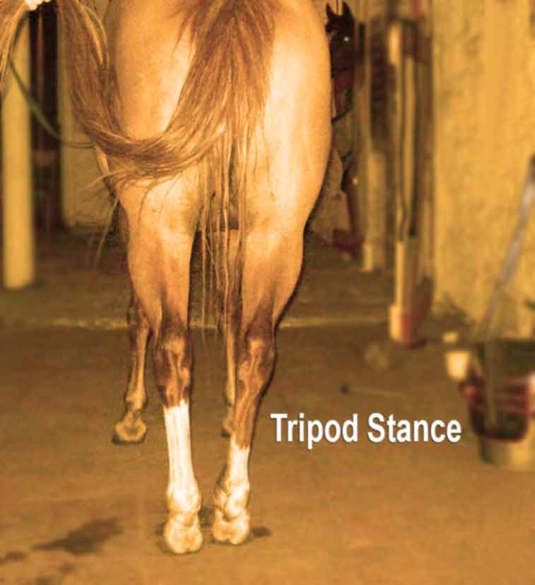 Horse with a Tripod Stance