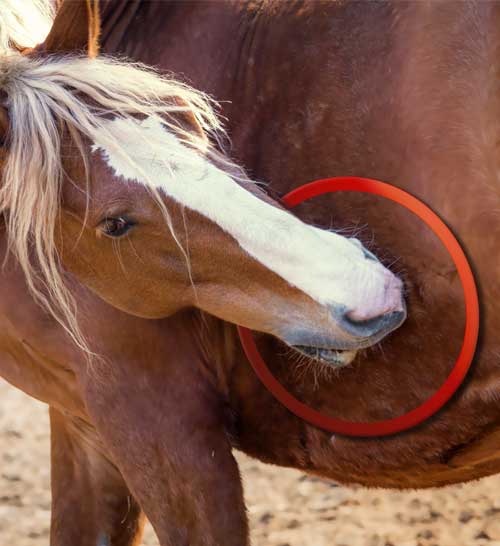 Ulcers in Horses